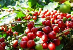 不同产区咖啡豆的介绍